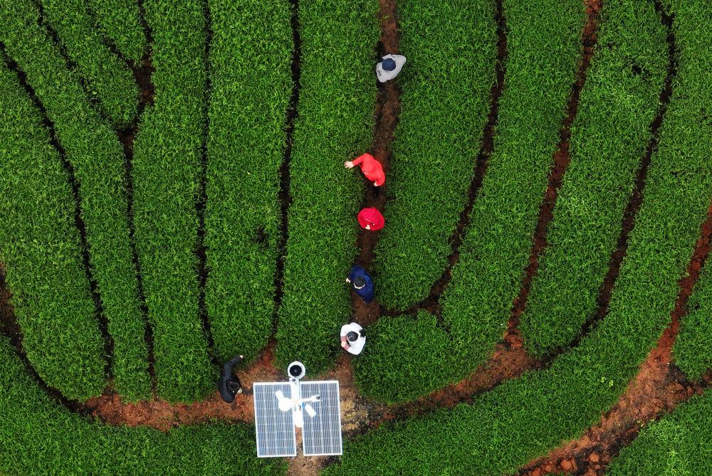 2022年12月1日拍摄的武夷山市星村镇燕子窠生态茶园一角（无人机照片）。新华社记者 魏培全 摄